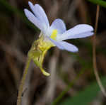 Southern butterwort